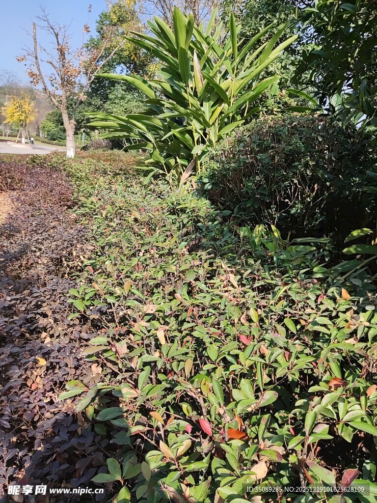 绿叶繁茂的户外植物景观