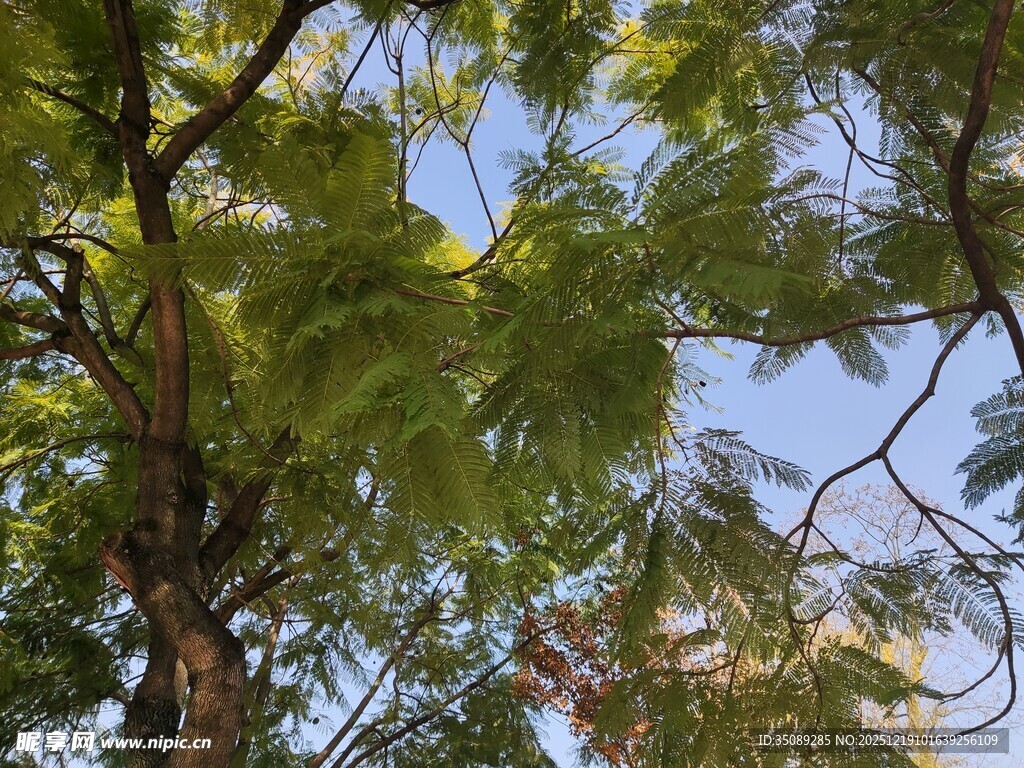 阳光下的翠绿繁茂树枝