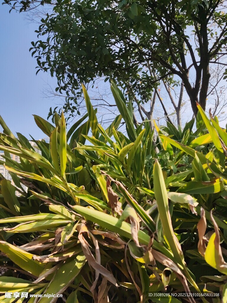 阳光下的翠绿植物