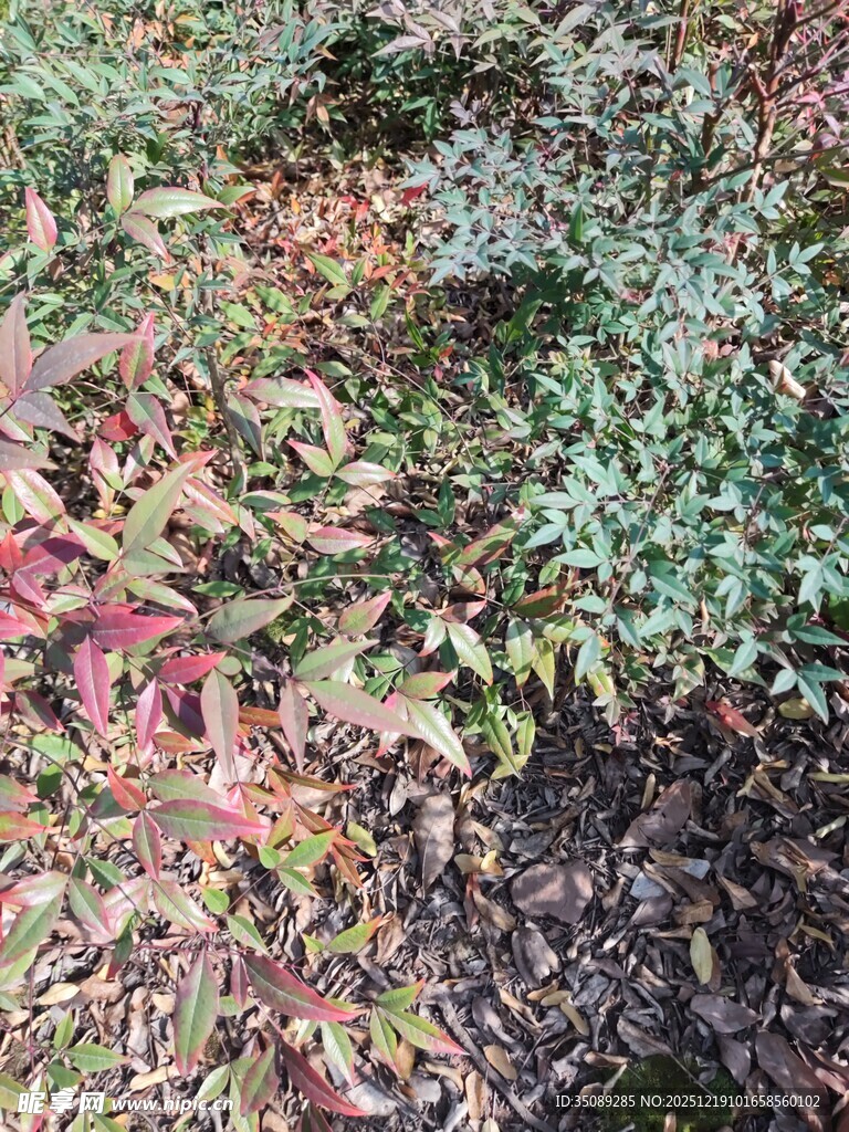 多彩斑斓的地面落叶景观