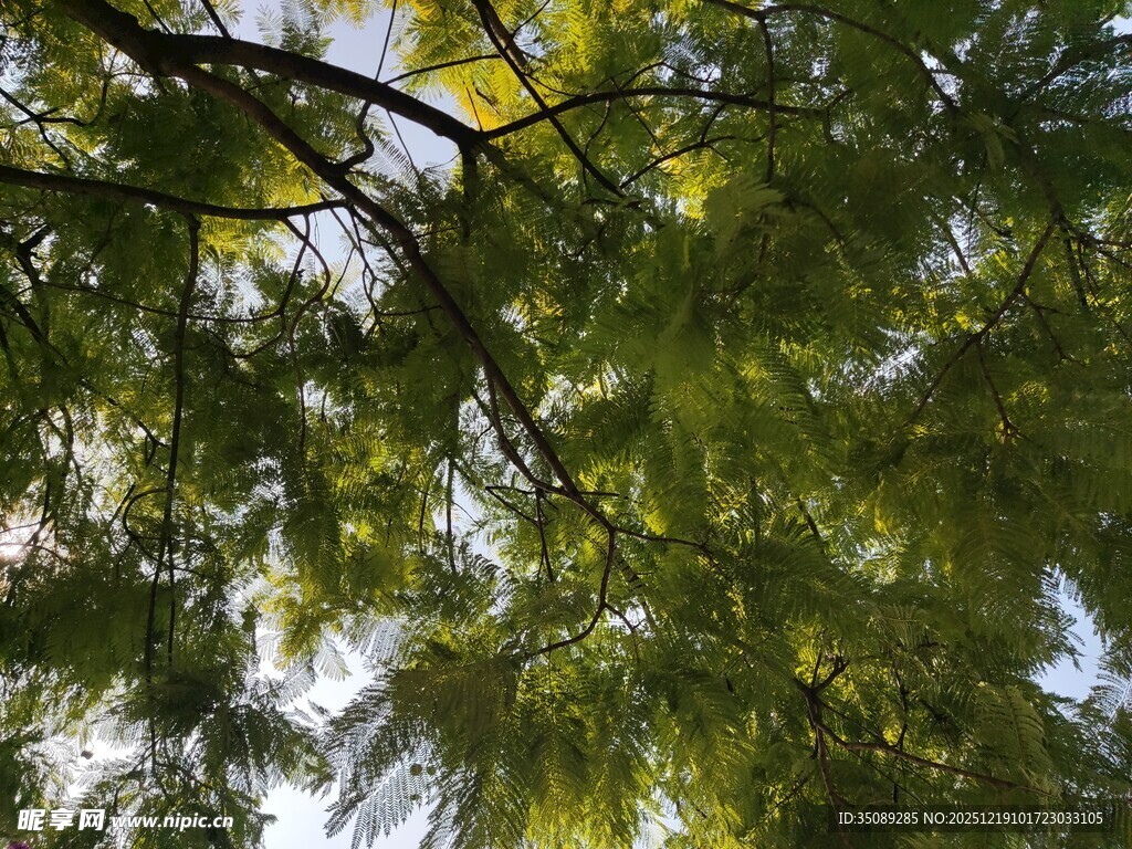 仰视翠绿繁茂的树枝
