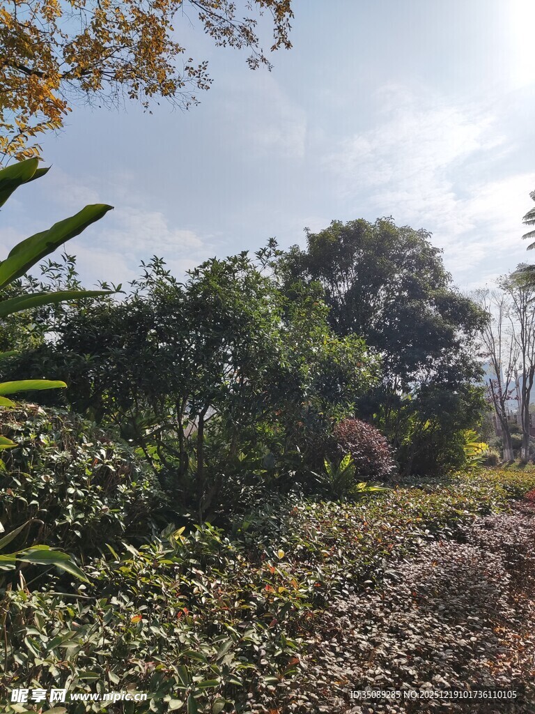 户外繁茂绿植景观