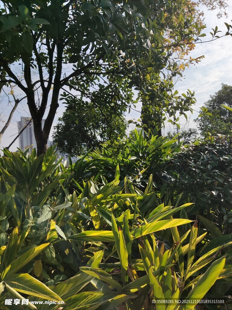 户外绿意盎然的植物景观