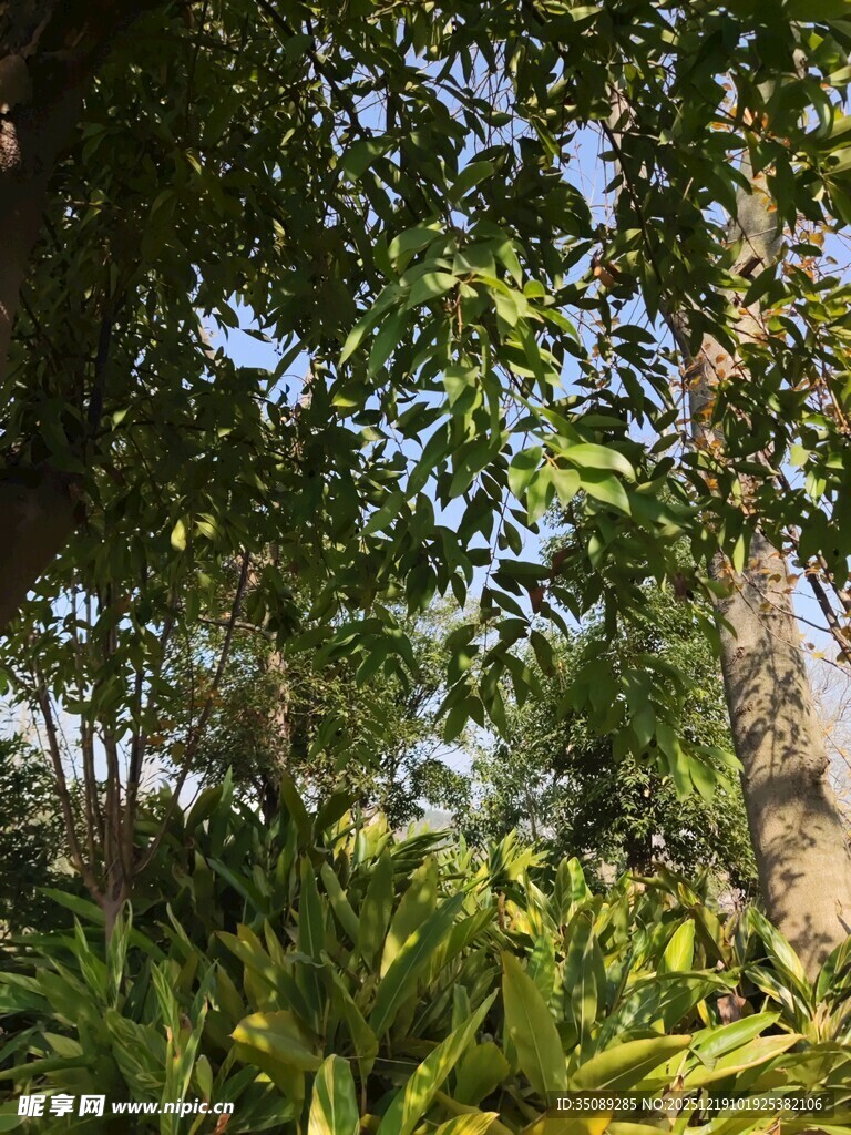 繁茂绿植营造清新自然景