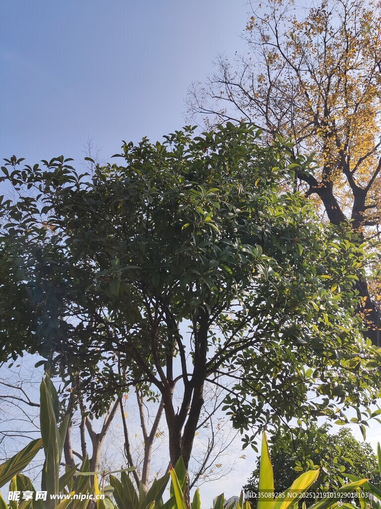 阳光下的繁茂树木