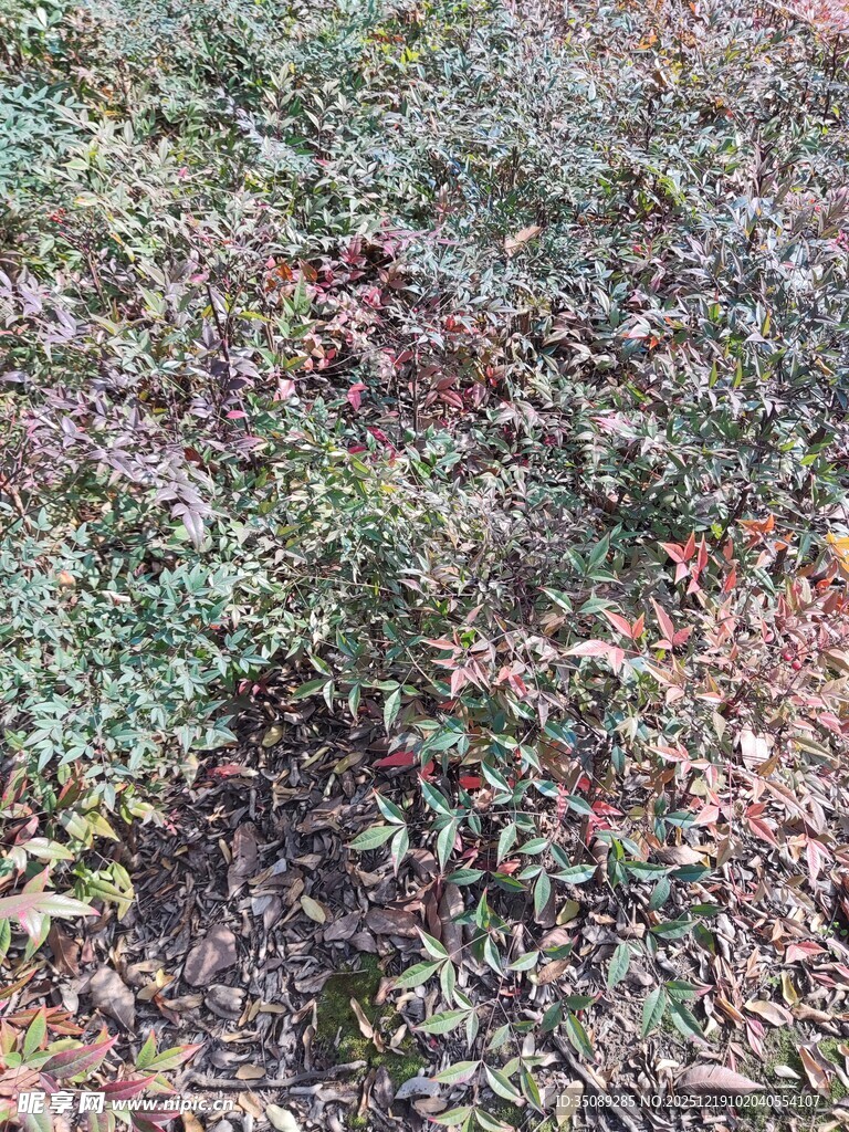 地面上的多彩植物景观