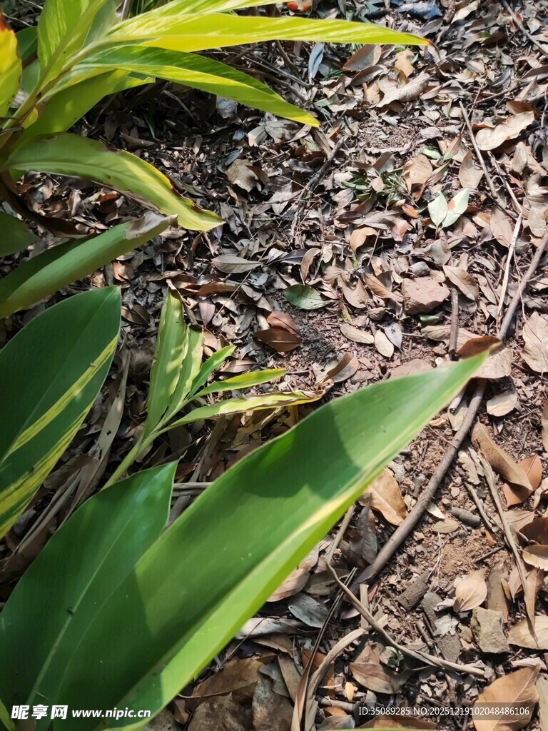 绿叶与枯叶的自然景象