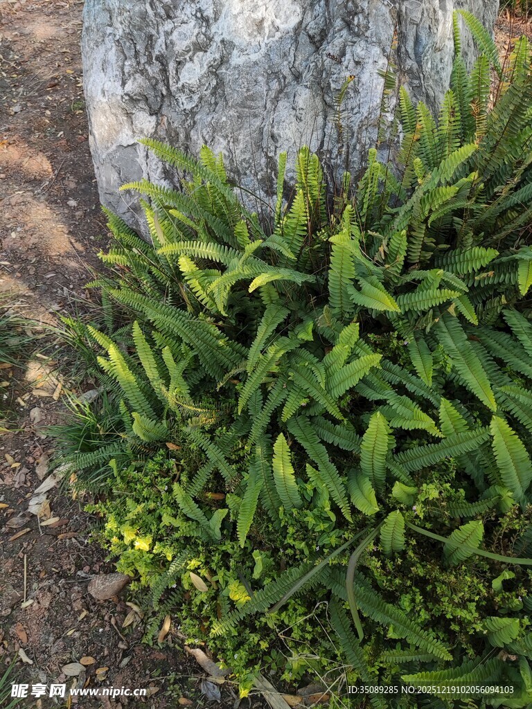 翠绿丛生植物近景