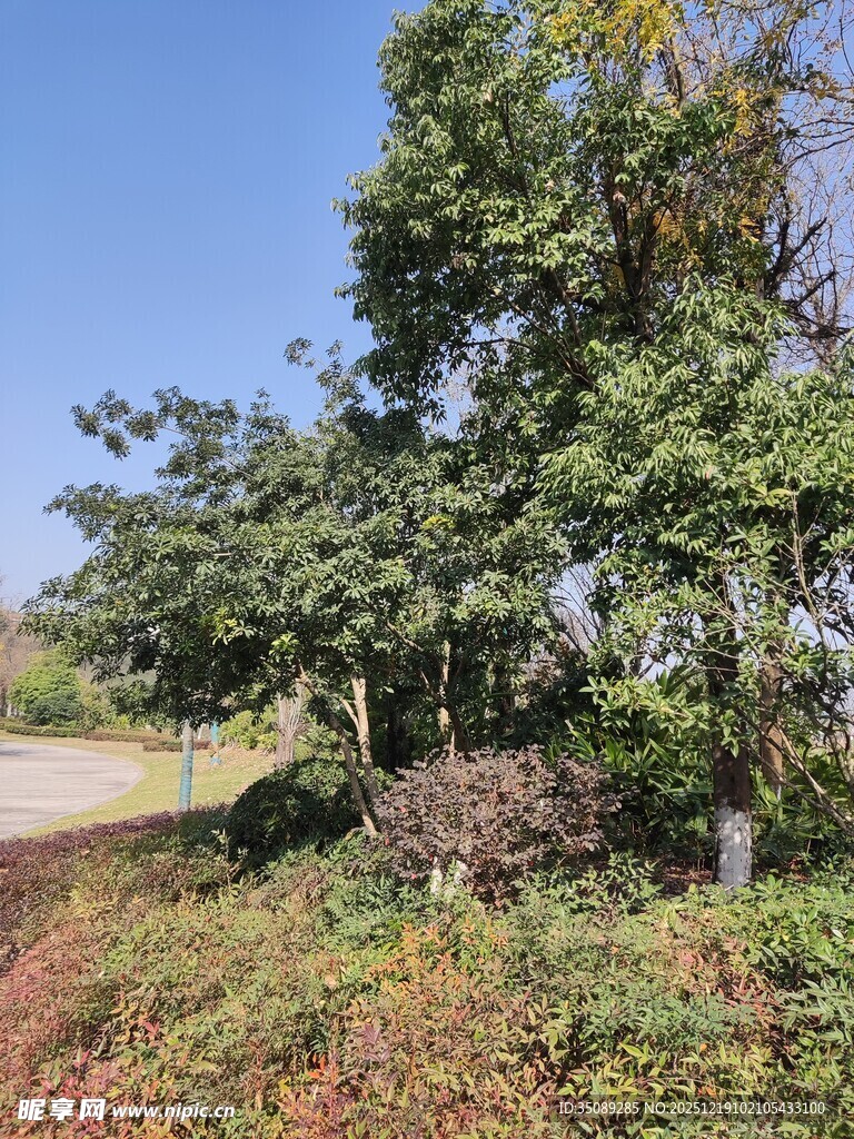 乡村路旁绿树与繁茂植被