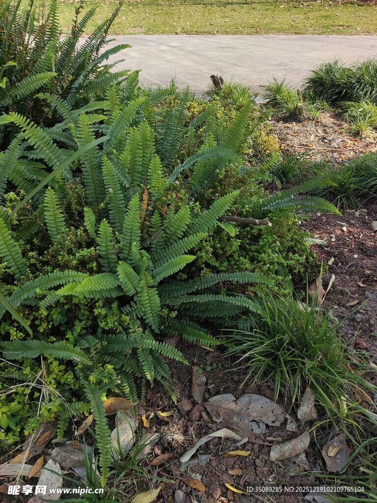 绿叶丛生的地面植物景观