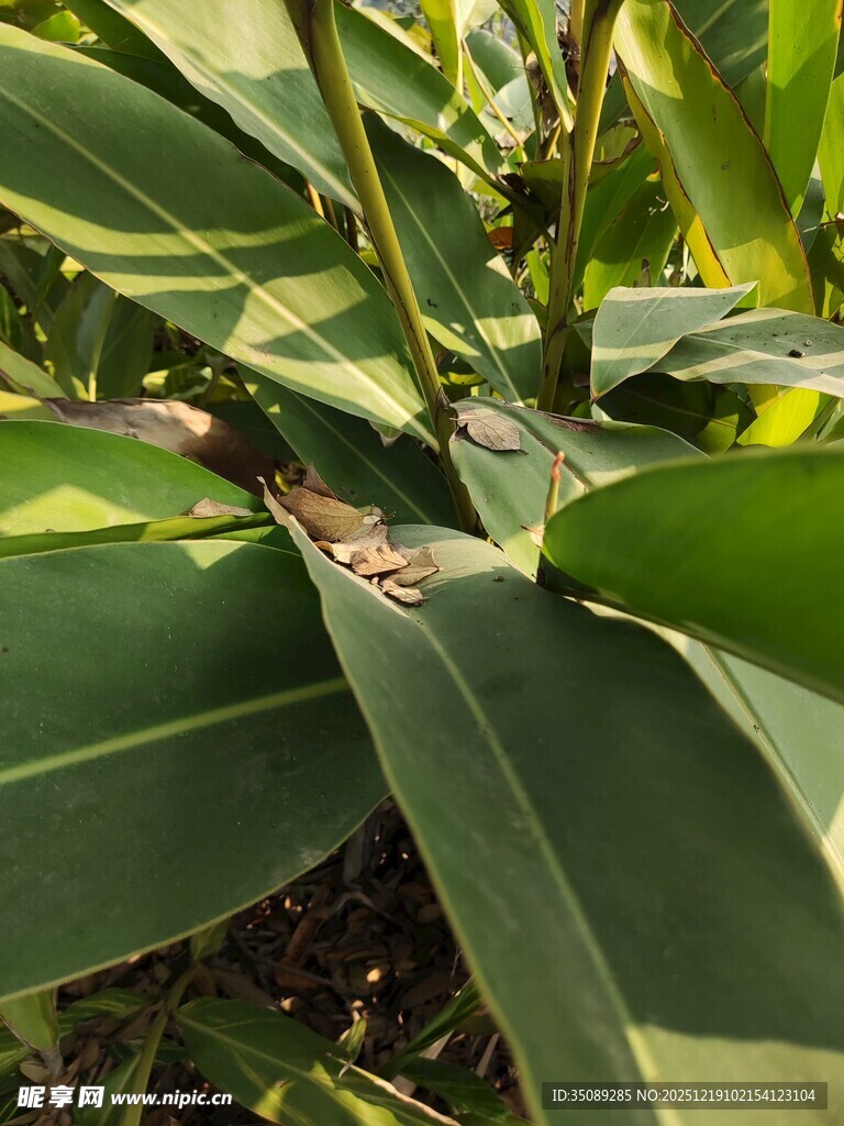 绿叶丛中的隐匿青蛙