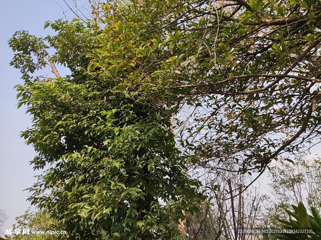 繁茂绿树展现自然生机