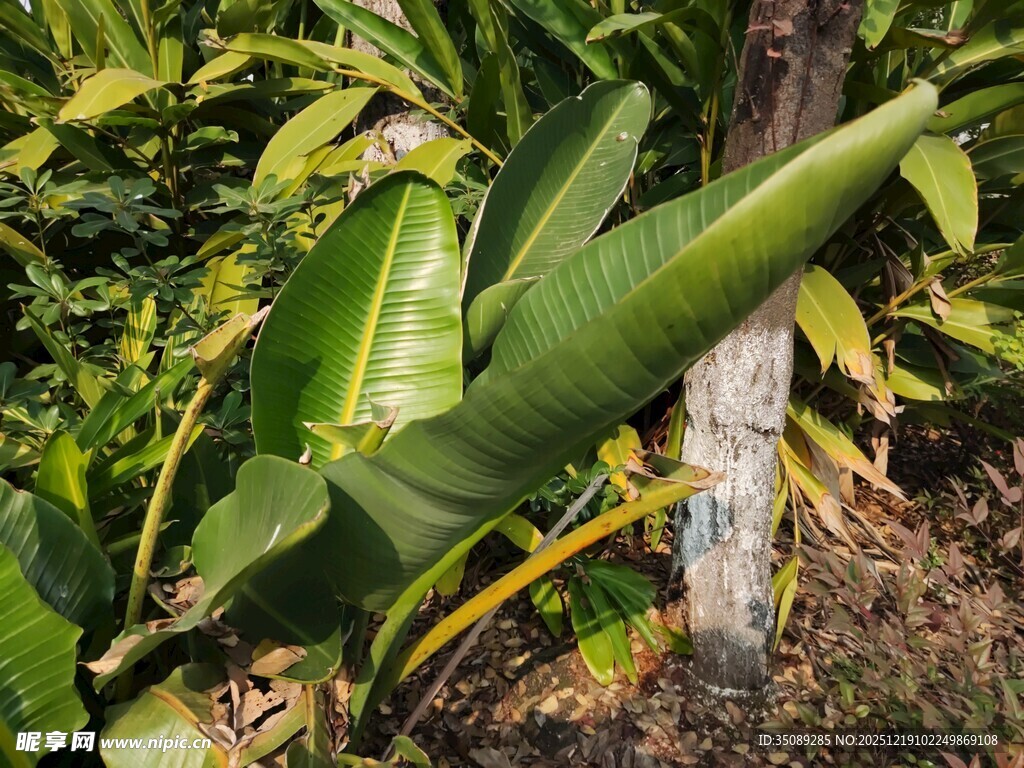 翠绿芭蕉叶自然植物景