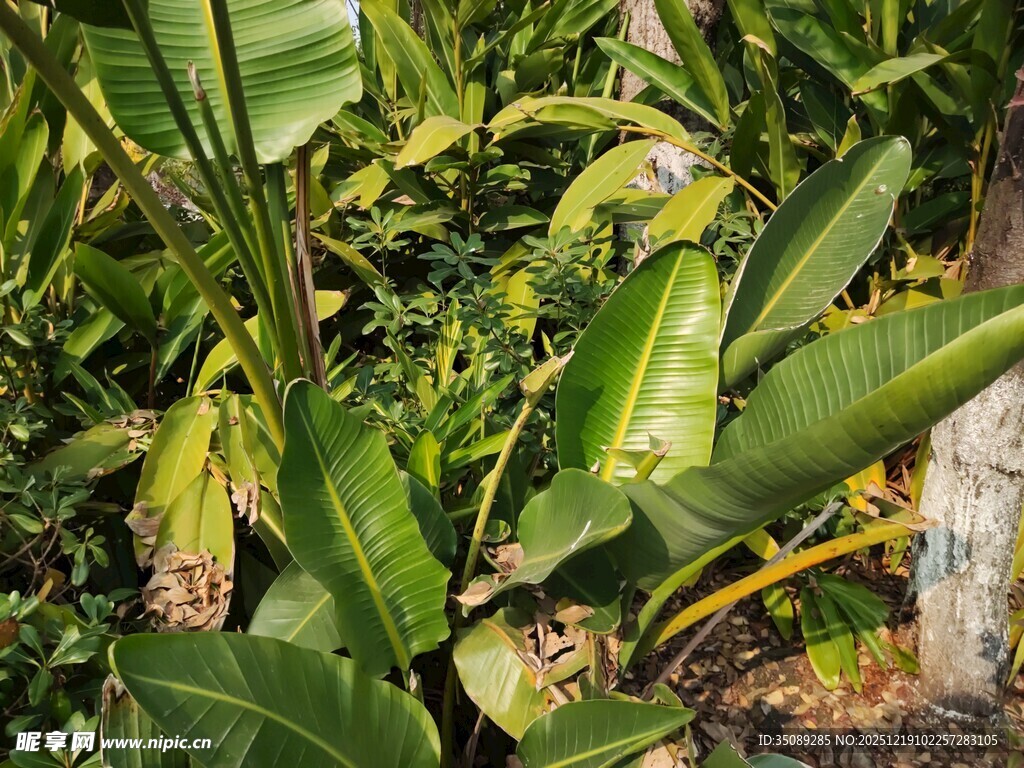 繁茂绿植中的生机景象