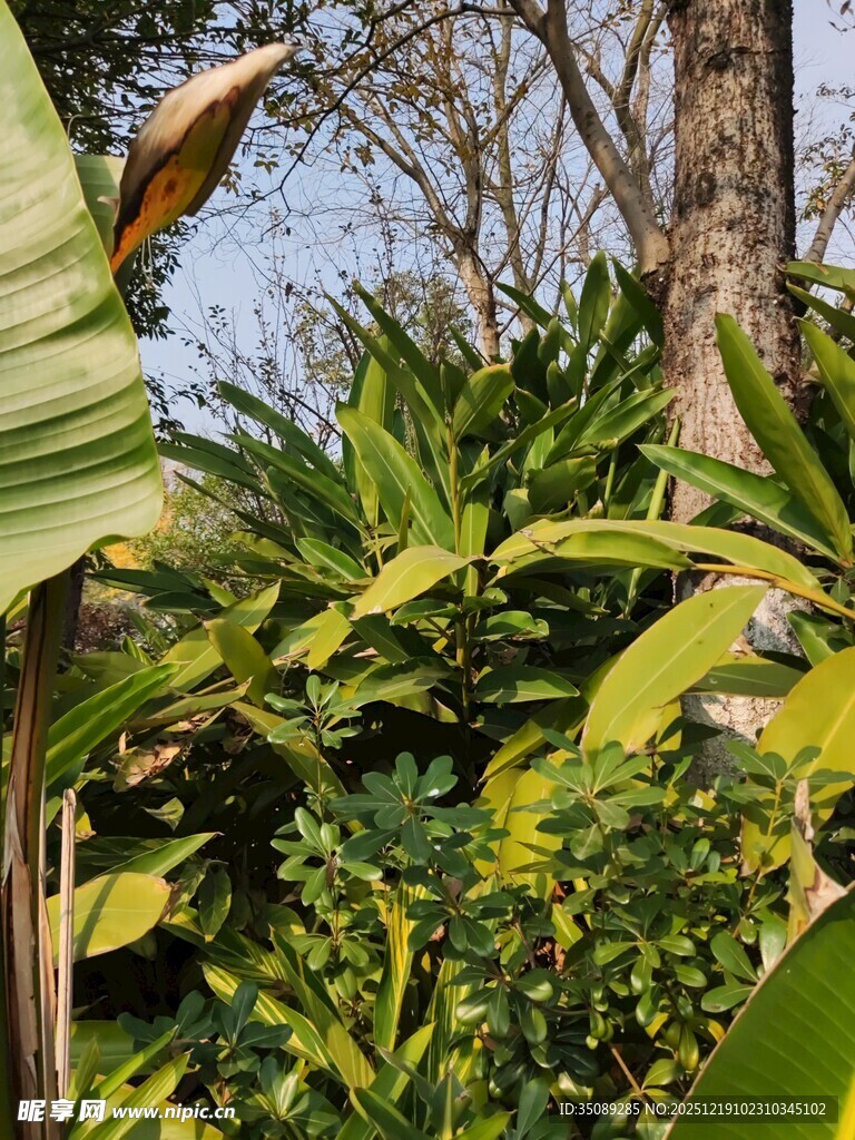 繁茂绿植中的自然景致