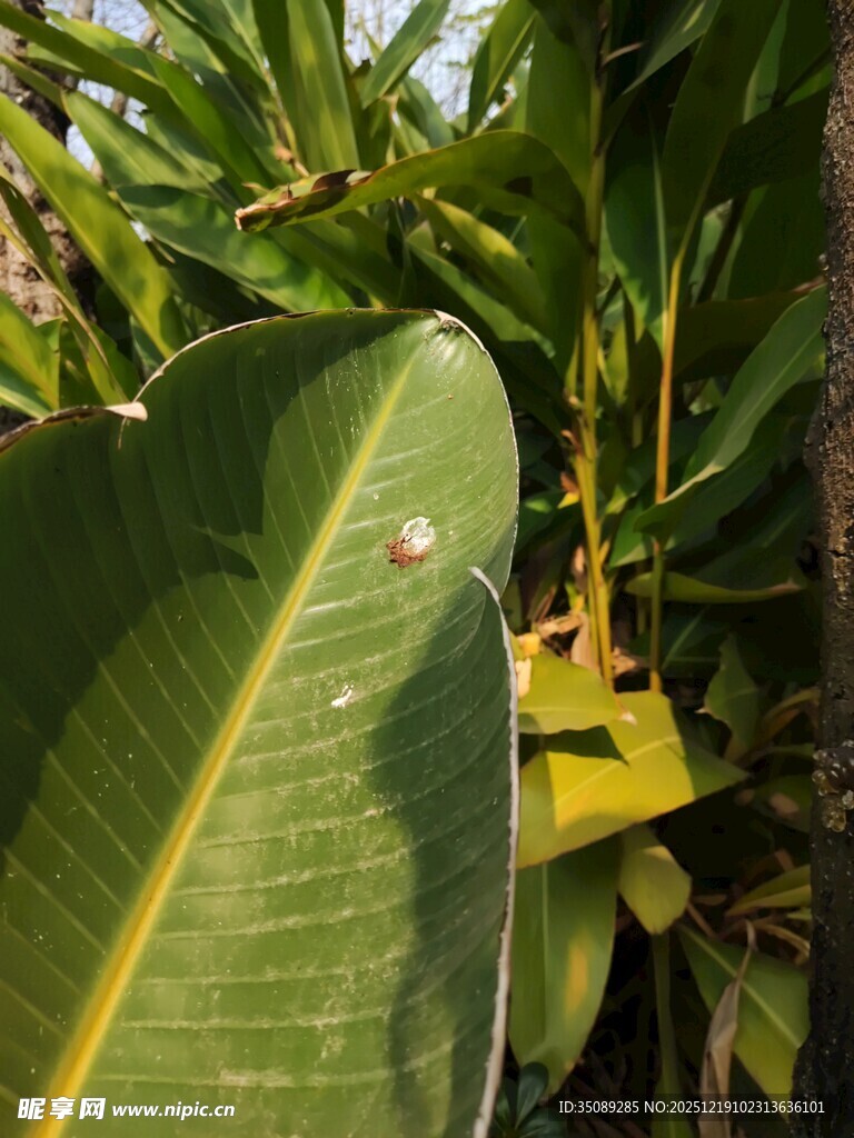 热带大叶植物特写