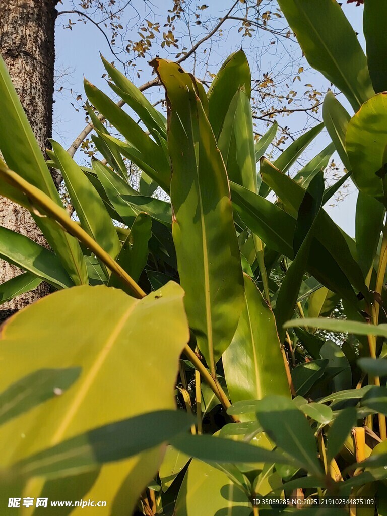 绿叶繁茂的植物景观