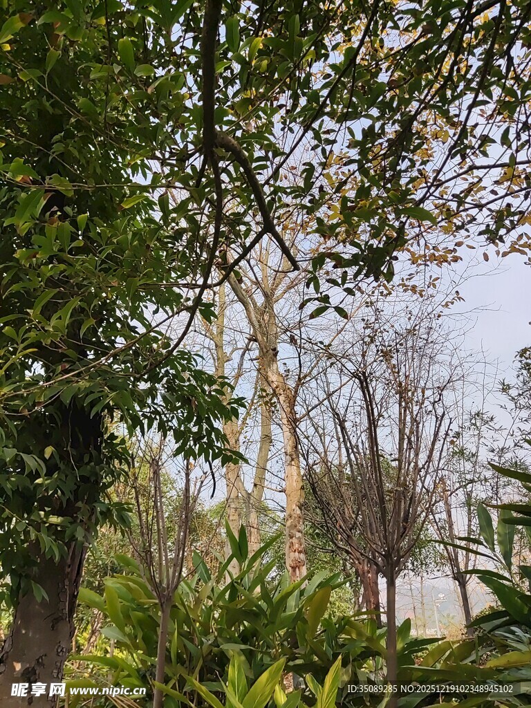 户外绿树与植物景致