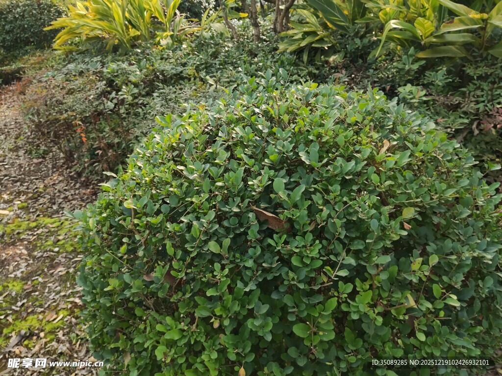 球形绿植绿意盎然的景致