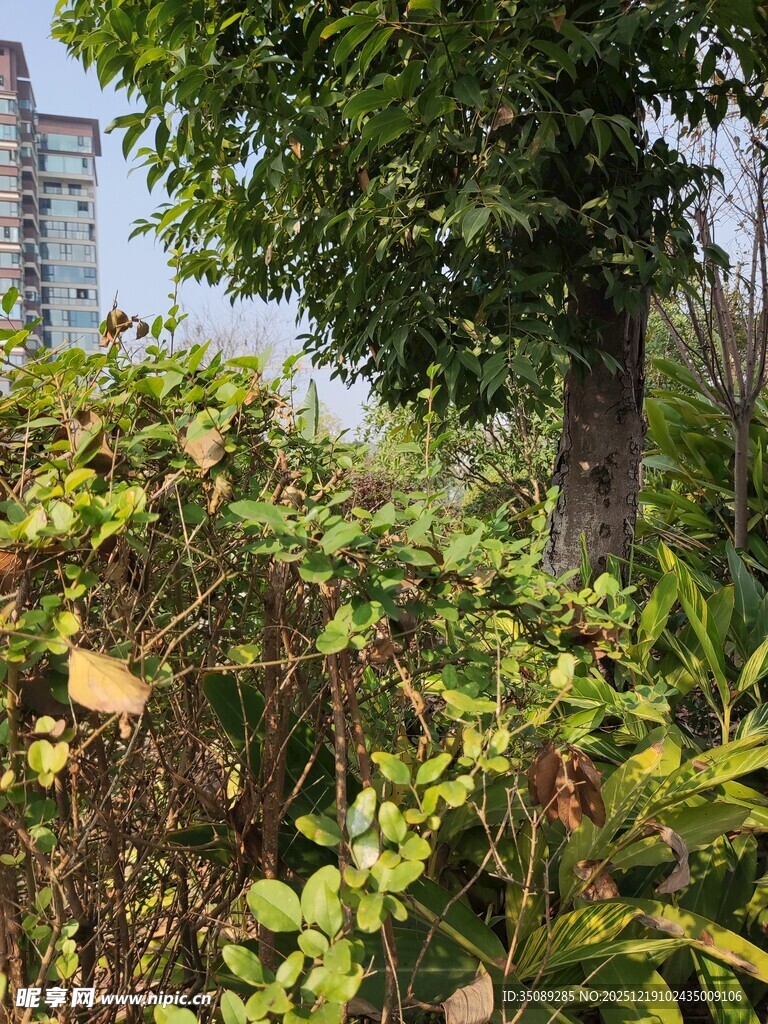 城市中的绿植景观