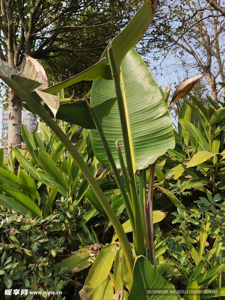 户外芭蕉等绿植景观