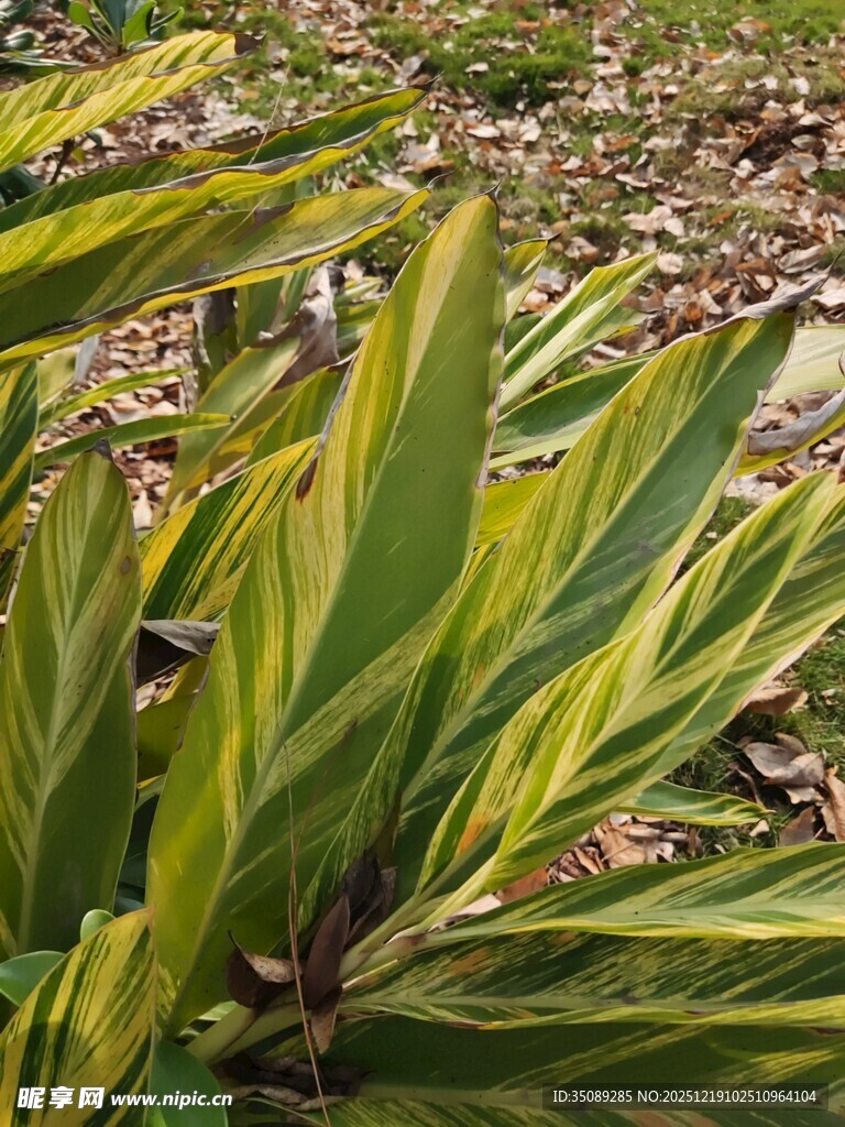 翠绿叶片的植物特写