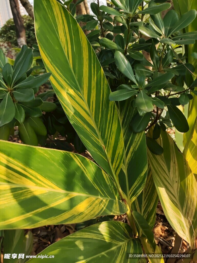 斑斓花叶植物特写