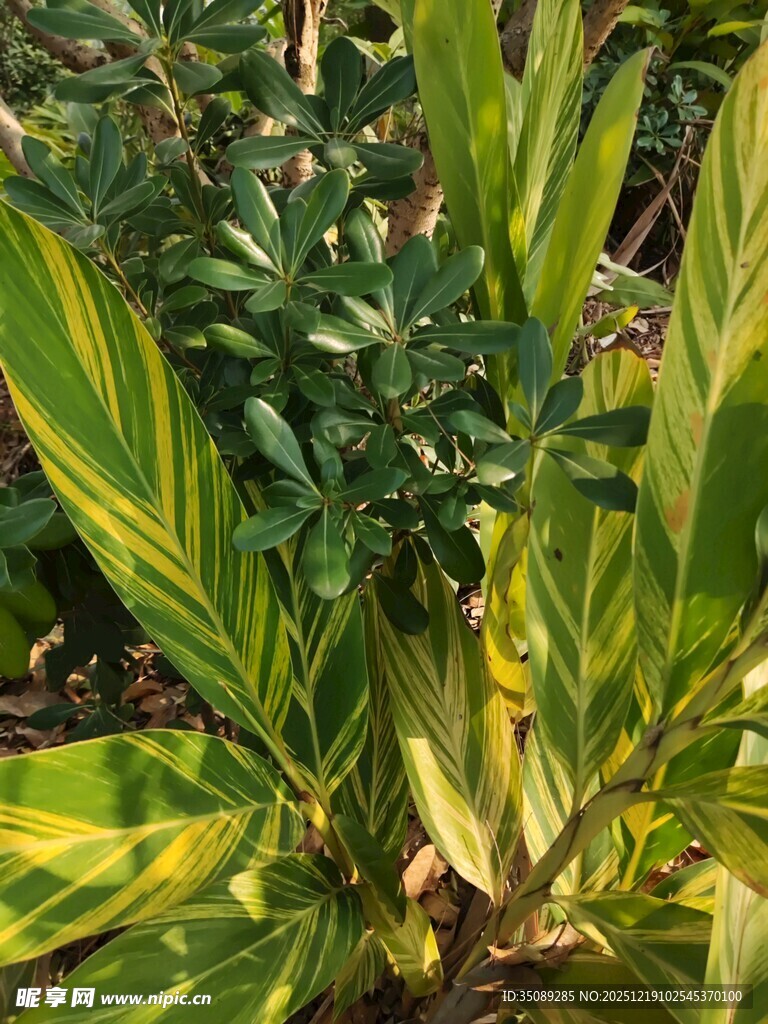 多彩叶片的绿植景观