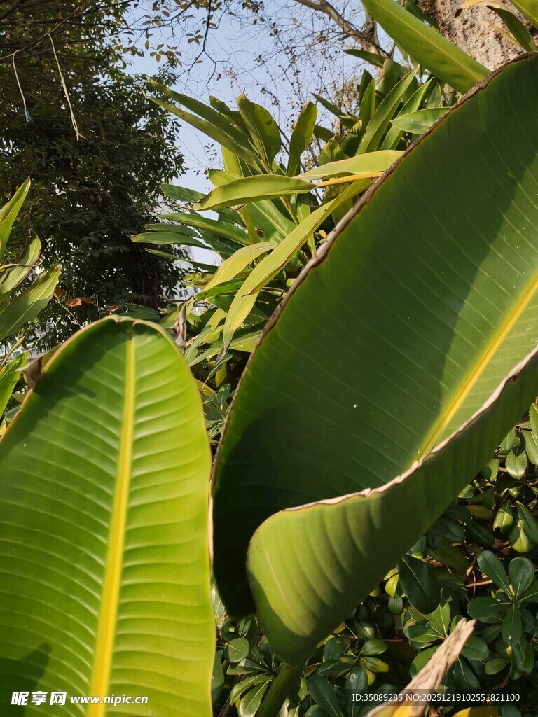 翠绿宽大的热带植物叶片