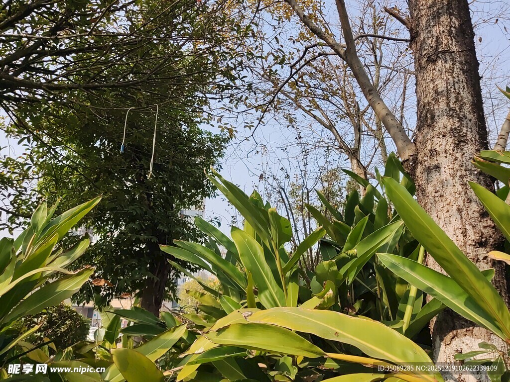 繁茂绿植展现自然生机