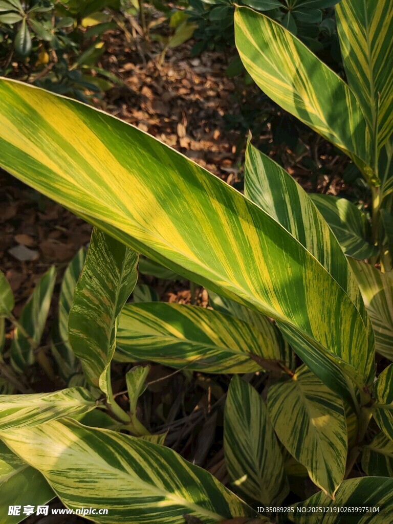 斑斓叶片的翠绿植物