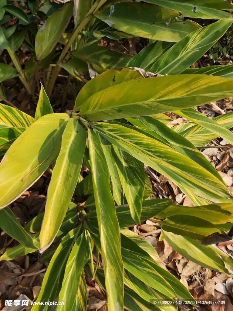翠绿斑斓的植物叶片