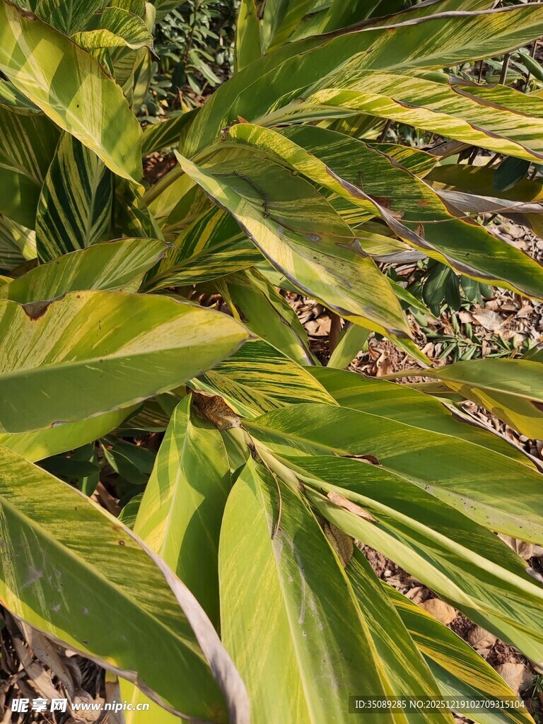 斑斓叶片的植物特写