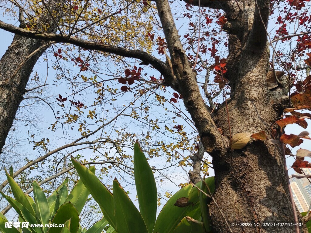 秋日树木与绿植景观