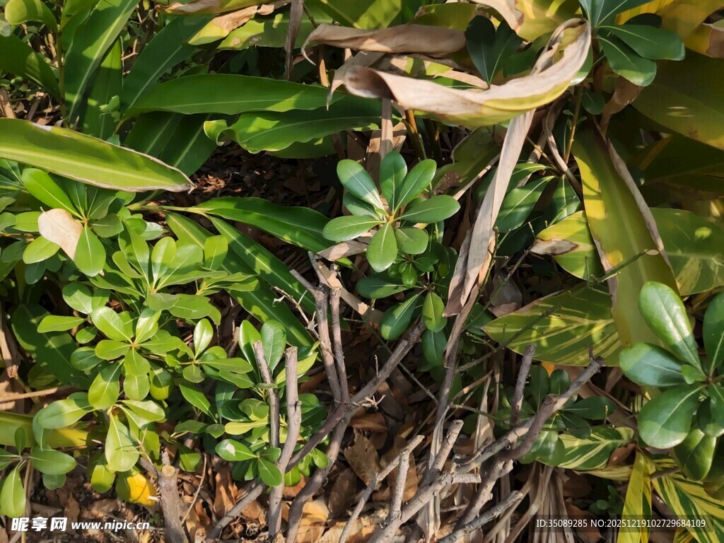 繁茂绿植中的杂乱景象