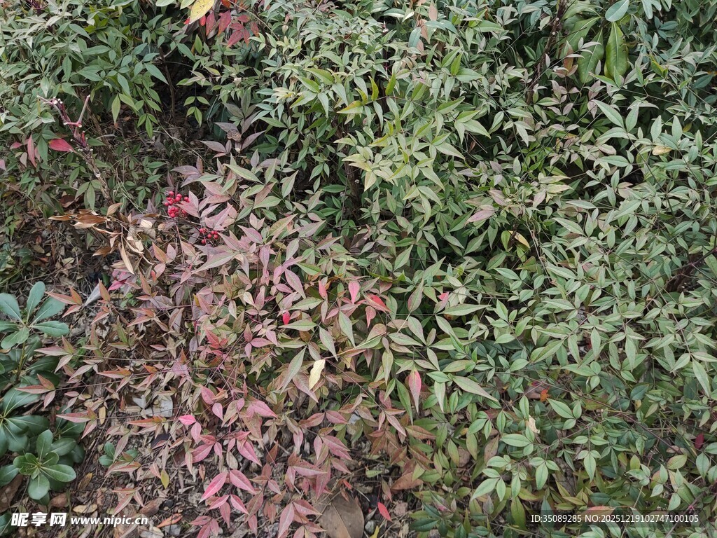 多彩植物景观