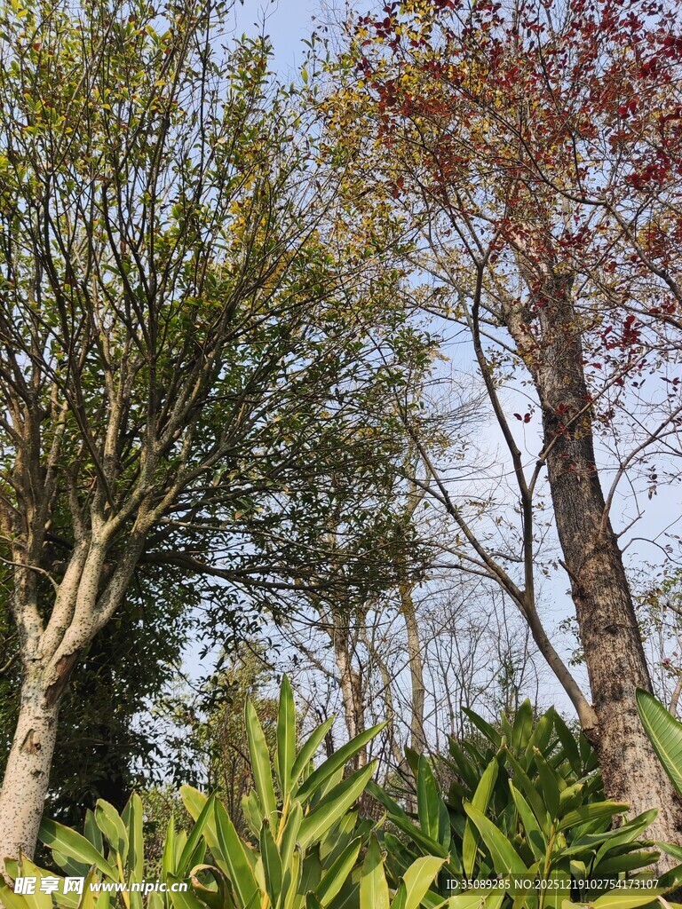 户外繁茂树木与绿植景观