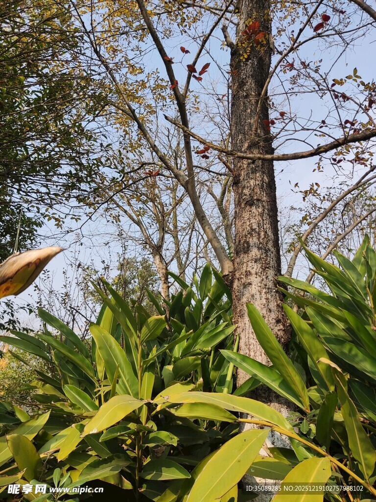 林间绿植与树木景观