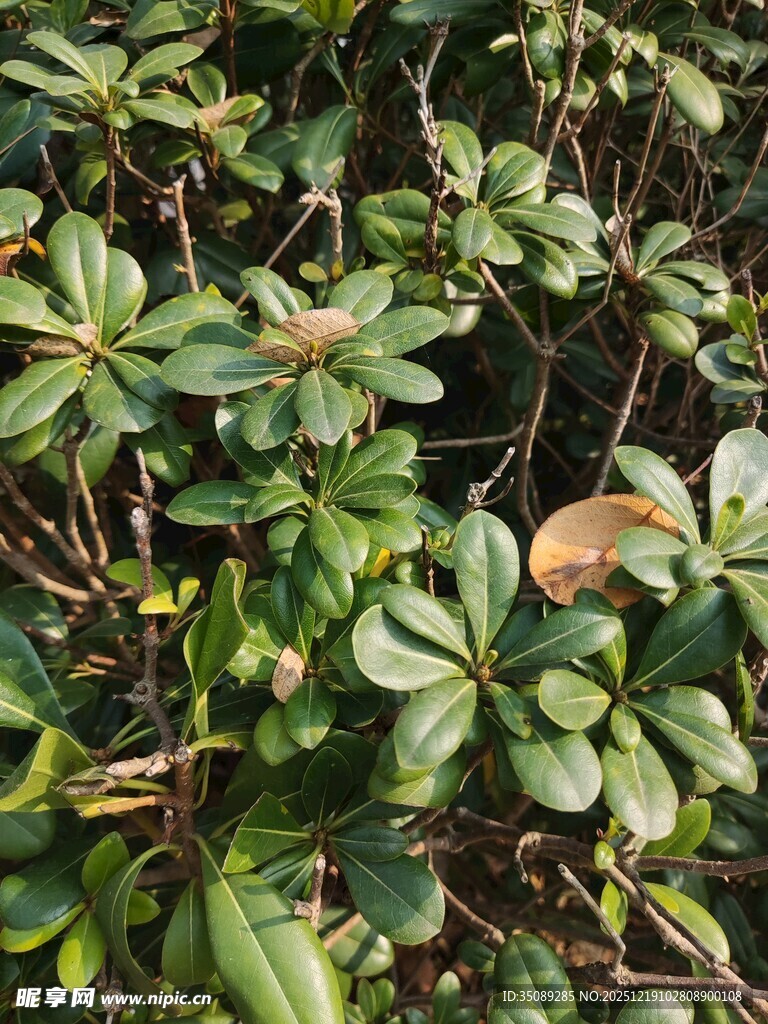 绿叶繁茂的植物景观