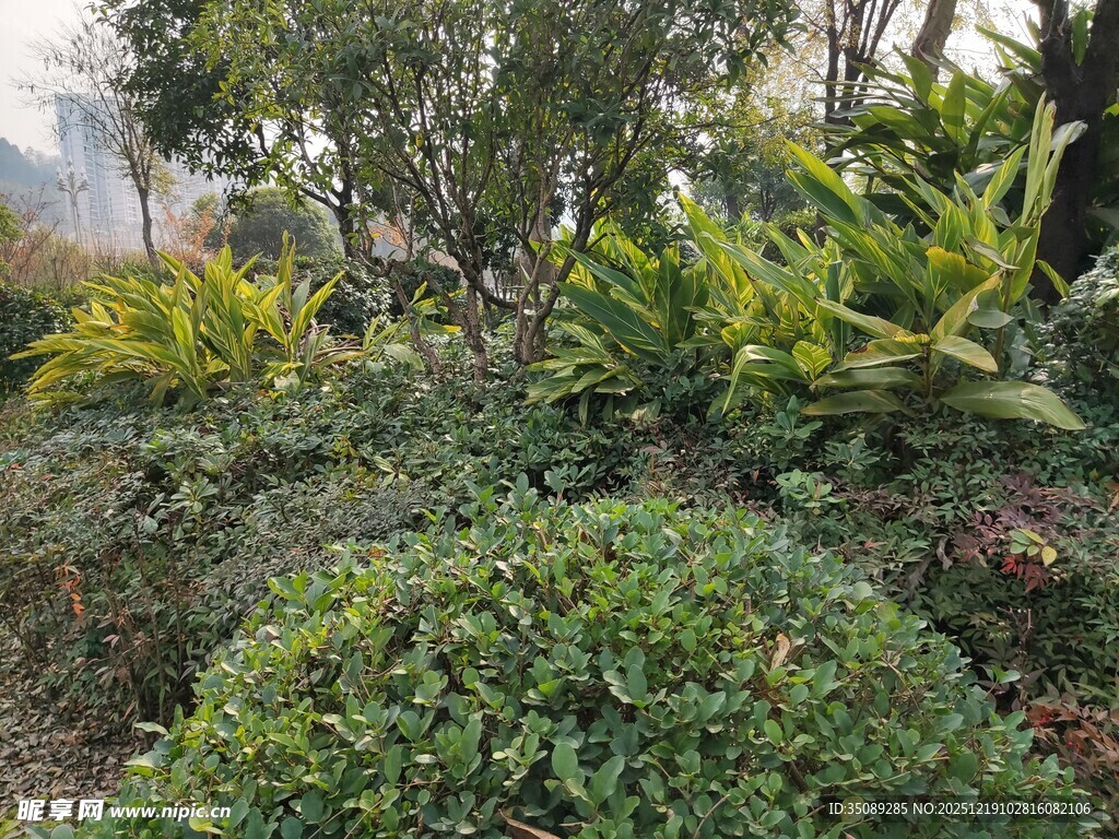 绿意盎然的园林植物景观