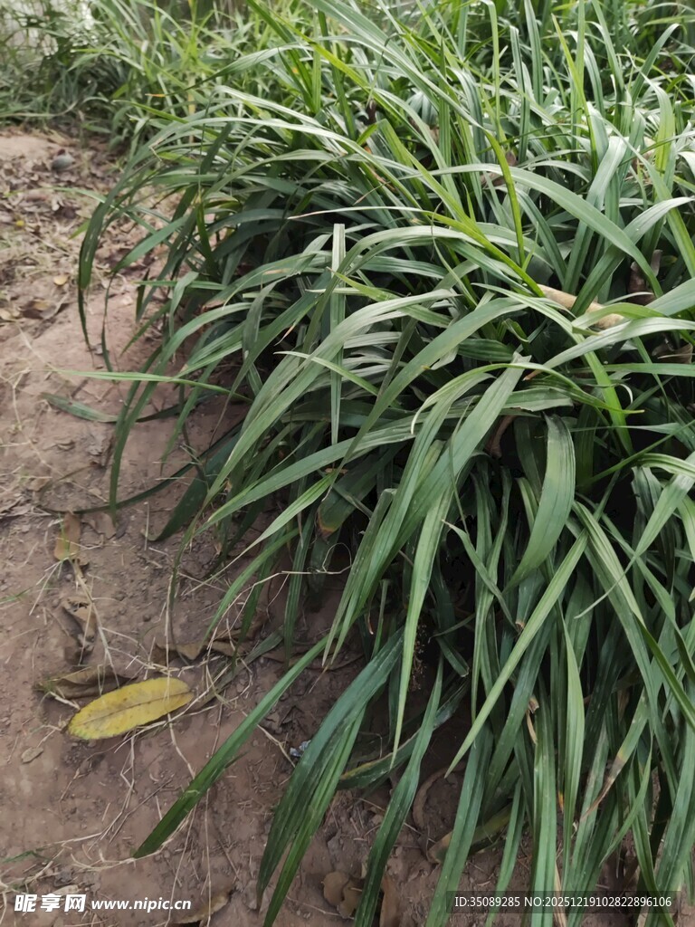 葱郁绿植展现自然生机