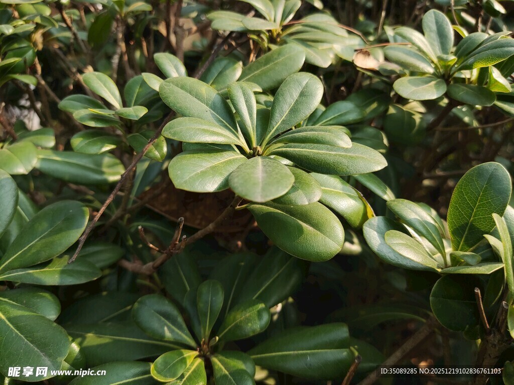 绿叶繁茂的植物景观