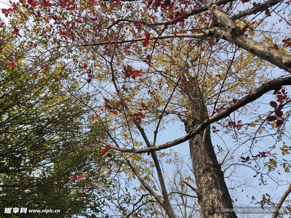 秋日红果满树的高大树木