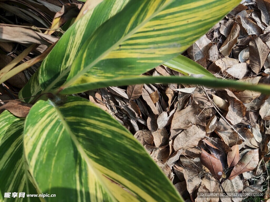 黄绿条纹叶片特写