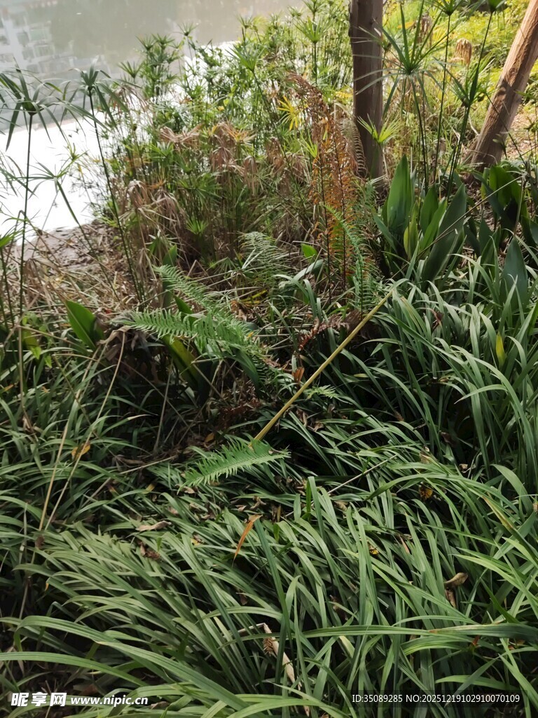 岸边繁茂绿植景观