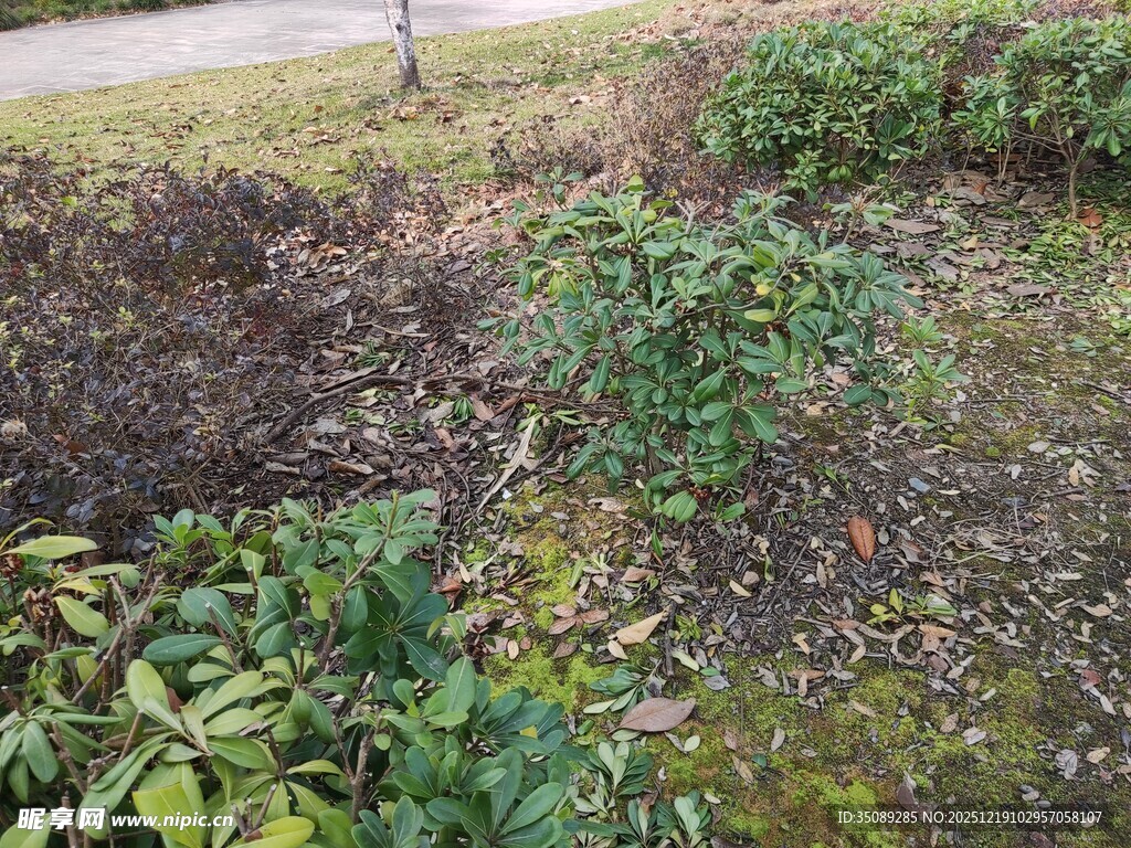 户外杂乱的植物景观