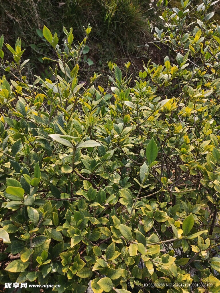 绿叶繁茂的灌木丛