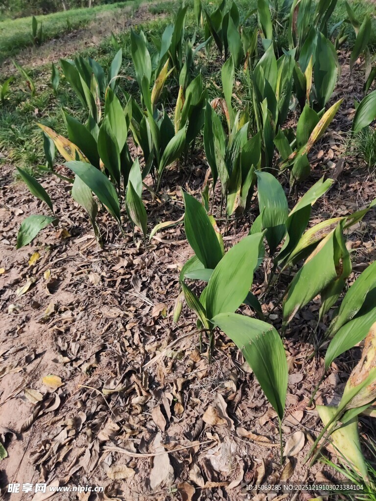 绿叶植物与地面覆盖物
