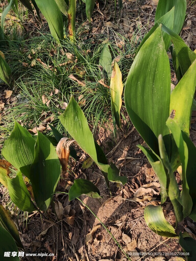 绿叶丛中的彩色马蹄莲