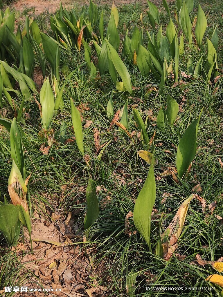绿叶葱茏的田间植物景观